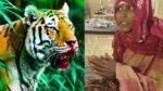 Umaria Tiger Attack: मध्य प्रदेश के उमरिया में महिला को जबड़े में दबाकर जंगल ले गई बाघिन