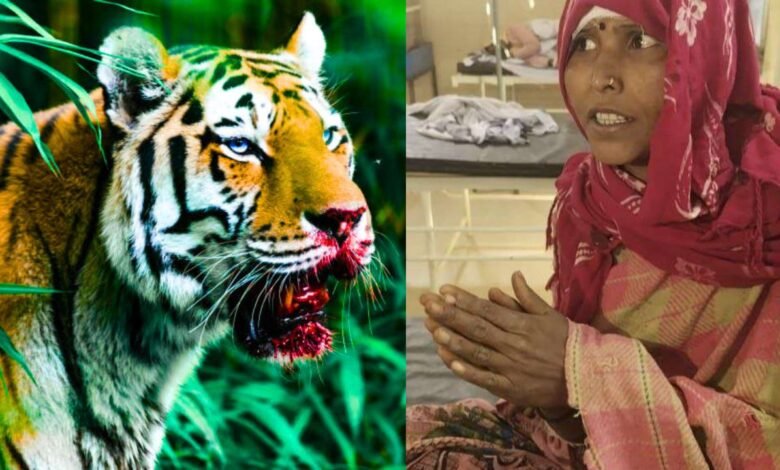 Umaria Tiger Attack: मध्य प्रदेश के उमरिया में महिला को जबड़े में दबाकर जंगल ले गई बाघिन