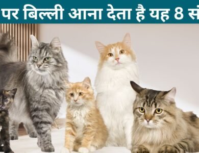 घर पर बिल्ली आना देता है यह 8 संकेत, बरतनी होगी यह सावधान