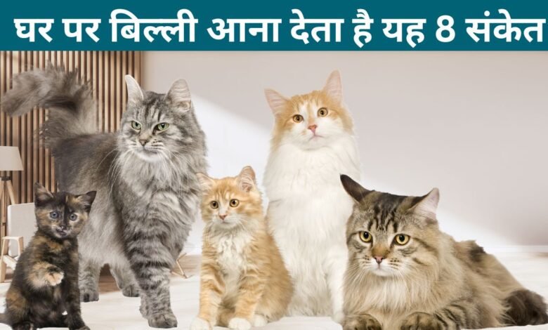 घर पर बिल्ली आना देता है यह 8 संकेत, बरतनी होगी यह सावधान