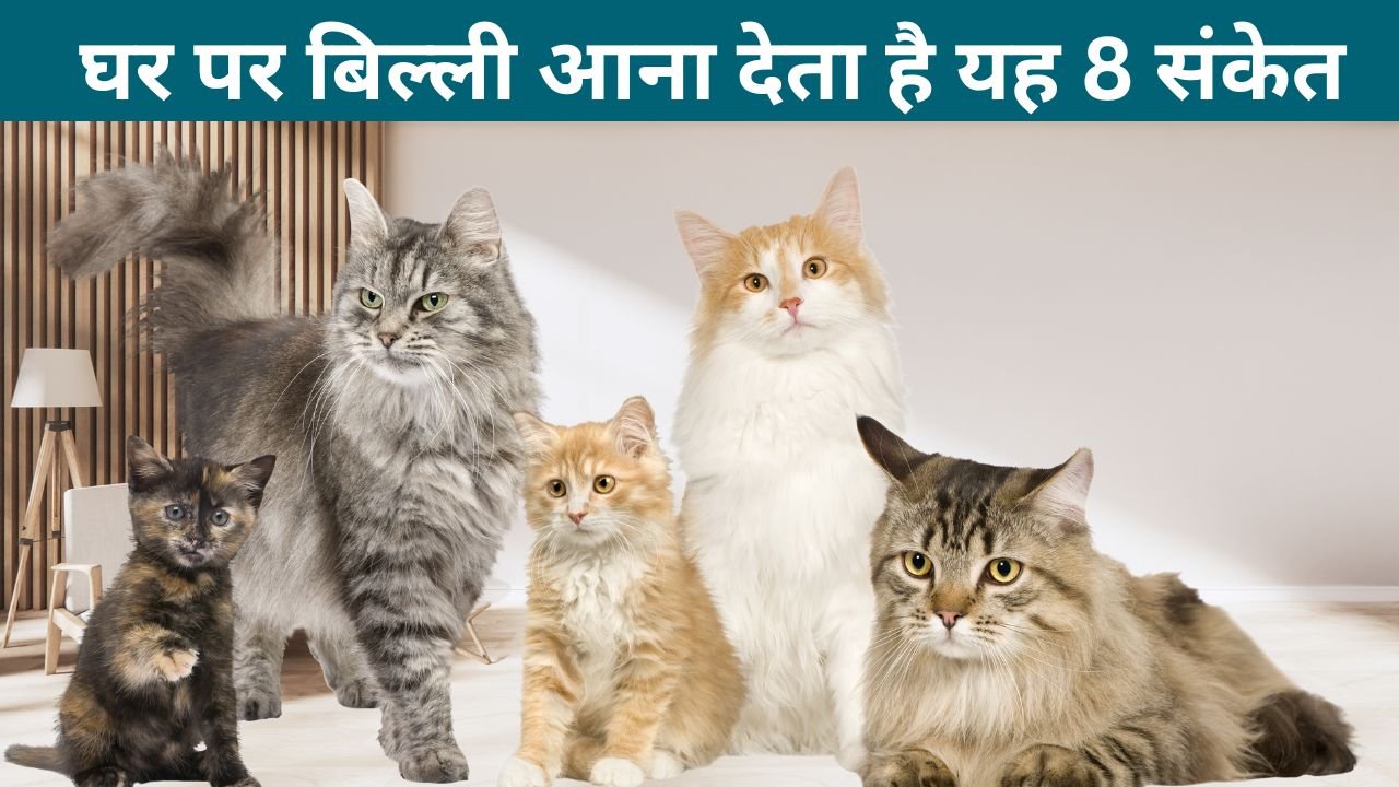 Shakun Apshakun: घर पर बिल्ली आना देता है यह 8 संकेत, बरतनी होगी यह सावधान घर पर बिल्ली आना देता है यह 8 संकेत, बरतनी होगी यह सावधान