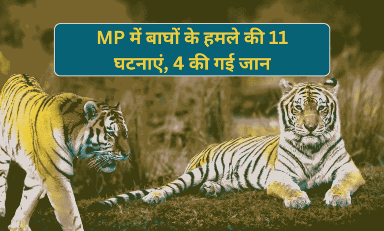 MP Tiger Attack News: मध्य प्रदेश में बढ़े बाघों के हमले अब तक 11 घटनाओं में कुल चार की गई जान