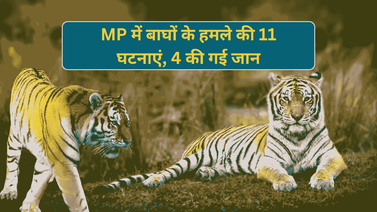 MP Tiger Attack News: मध्य प्रदेश में बढ़े बाघों के हमले अब तक 11 घटनाओं में कुल चार की गई जान MP Tiger Attack News: मध्य प्रदेश में बढ़े बाघों के हमले अब तक 11 घटनाओं में कुल चार की गई जान