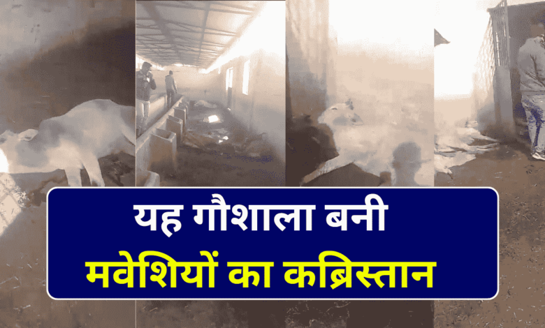 मध्यप्रदेश की यह गौशाला बनी मवेशियों का कब्रिस्तान, 2 दिन में 40 से अधिक मवेशियों की मौत
