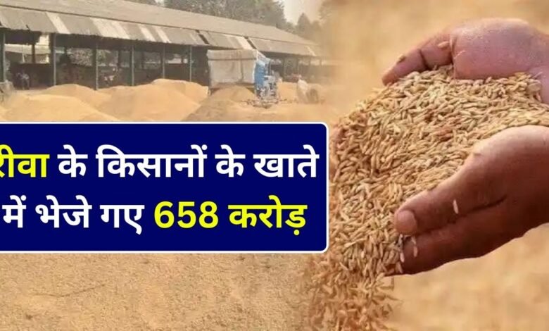 Rewa News: रीवा जिले में अब तक खरीदी गई 391014 टन धान, जानिए कब तक मिलेगा पैसा