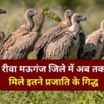 मध्य प्रदेश में चलाया जा रहा जटायु संरक्षण अभियान का रीवा में दिखा असर, गणना के पहले दिन चार प्रजातियों के दिखे 266 गिद्ध