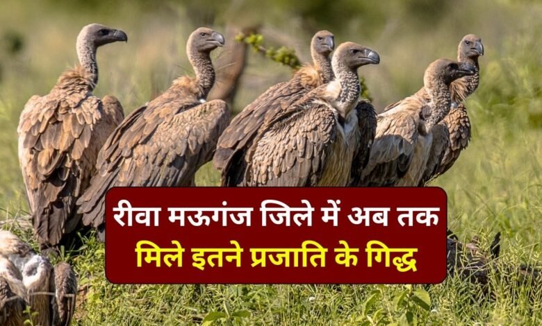 मध्य प्रदेश में चलाया जा रहा जटायु संरक्षण अभियान का रीवा में दिखा असर, गणना के पहले दिन चार प्रजातियों के दिखे 266 गिद्ध