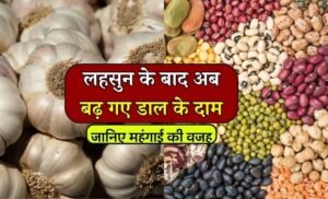 MP Mandi Bhav: लहसुन के बाद अब दाल के भाव मे आया उछाल, दाम बढने के पीछे छुपा है बड़ा कारण