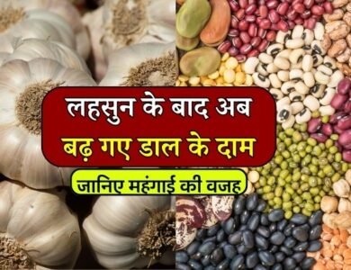 MP Mandi Bhav: लहसुन के बाद अब दाल के भाव मे आया उछाल, दाम बढने के पीछे छुपा है बड़ा कारण