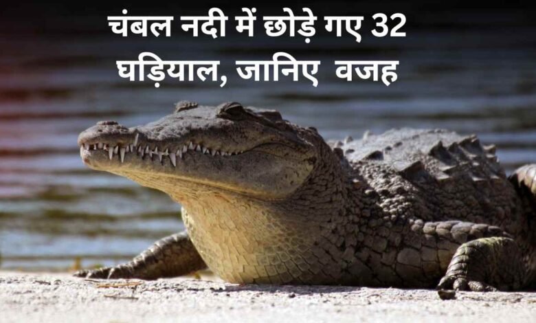 MP News: चंबल नदी में छोड़े गए 32 घड़ियाल, जानिए वजह