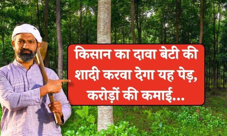 African Mahogany Farming: किसान का दावा बेटी की शादी करवा देगा यह पेड़..... मात्र 12 साल में करोड़पति बना देगी यह खेती
