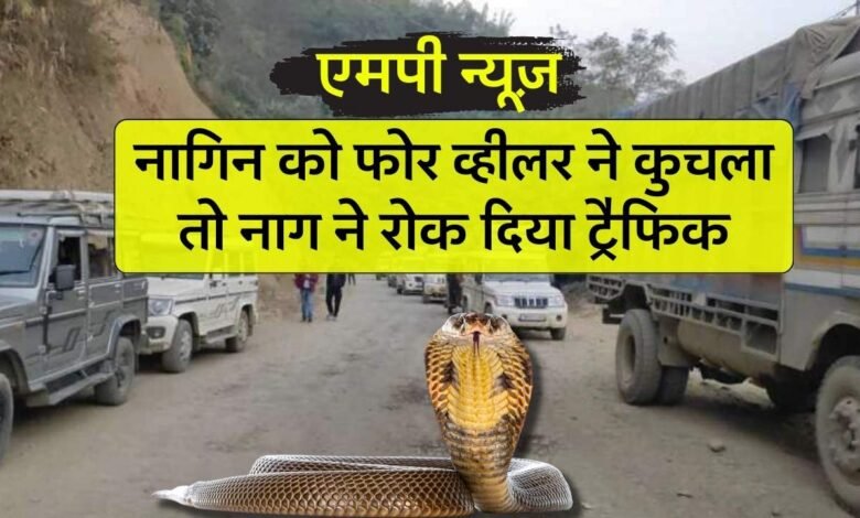 MP News: नागिन के प्यार में तीन दिनों तक सड़क में बैठा रहा नाग, रोंक दिया ट्रैफिक