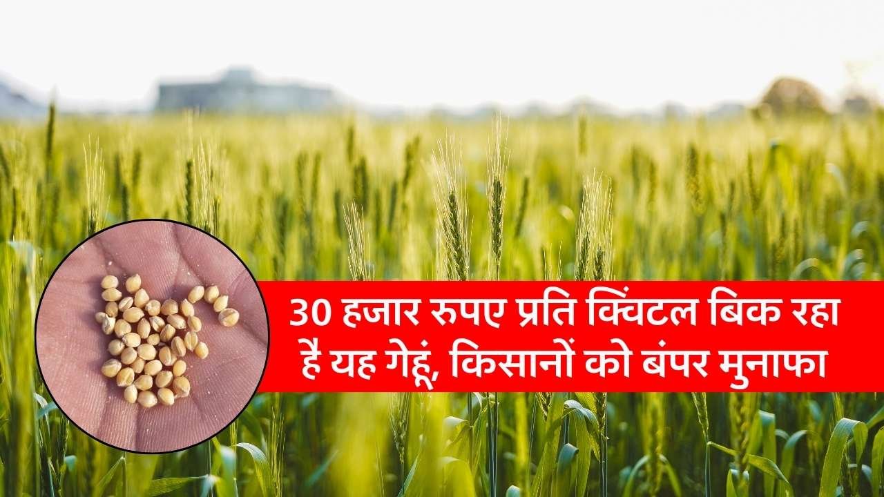 Kisan News: एमपी में किसानों को हो रहा बंपर मुनाफा, 30 हजार रुपए प्रति क्विंटल बिक रही गेहूं की यह किस्म Kisan News: एमपी में किसानों को हो रहा बंपर मुनाफा, 30 हजार रुपए प्रति क्विंटल बिक रही गेहूं की यह किस्म