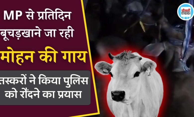 Rewa News: मवेशियों से लोड कंटेनर ट्रक ने पुलिस को रौंदने का किया प्रयास, रीवा और मऊगंज पुलिस ने रात भर की घेराबंदी