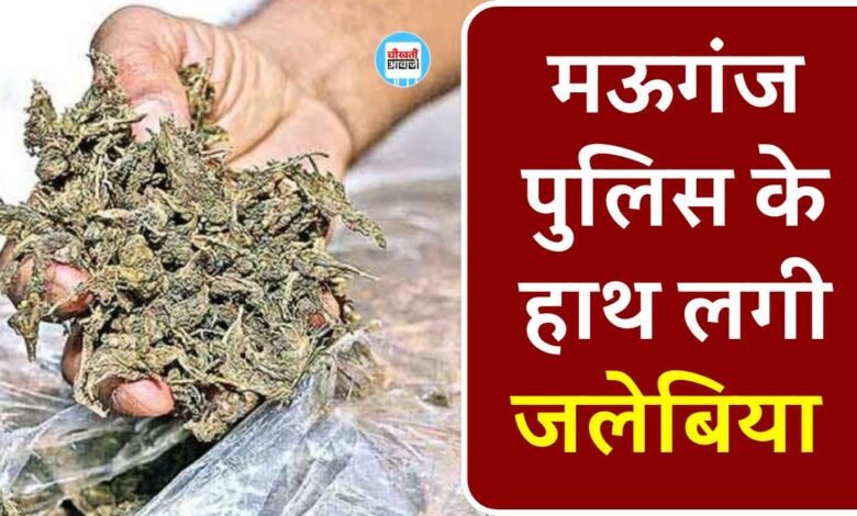 Mauganj News: मऊगंज की चर्चित जलेबिया के ठिकाने में पुलिस की दबिस, गांजा के साथ दो महिला गिरफ्तार
