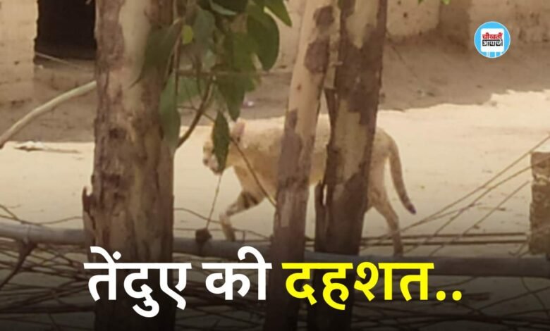 Mauganj News: मऊगंज जिले के इस गांव में दिखा तेंदुआ, दहशत में ग्रामीण