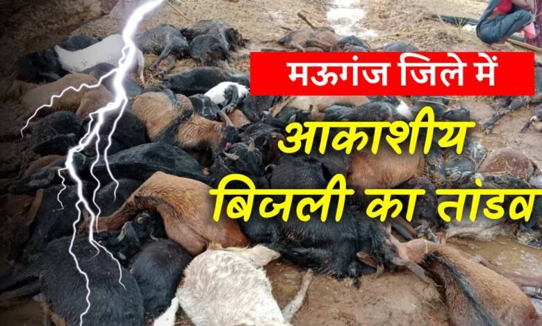 Mauganj News: मऊगंज जिले में आकाशीय बिजली ने ली सैकड़ो जानें, मचा हड़कंप