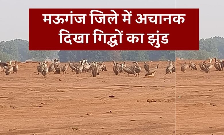 Mauganj News: मऊगंज जिले में दिखा गिद्धों का झुंड, कमरे में कैद हुई तस्वीरें