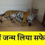 MP News: एमपी में गूंजी खुशियों की किलकारी, दो येलो और एक वाइट टाइगर का हुआ जन्म