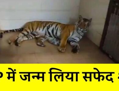 MP News: एमपी में गूंजी खुशियों की किलकारी, दो येलो और एक वाइट टाइगर का हुआ जन्म