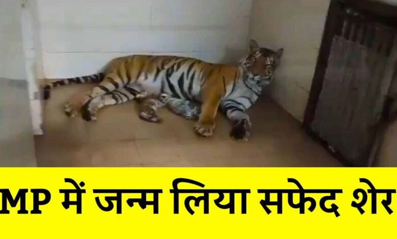 MP News: एमपी में गूंजी खुशियों की किलकारी, दो येलो और एक वाइट टाइगर का हुआ जन्म