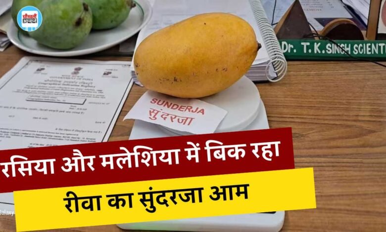 Rewa News: रसिया और मलेशिया में बिकेगा रीवा का सुंदरजा आम, जीआई टैग मिलने के बाद बढ़ी डिमांड