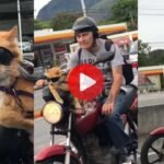 Cat Viral Video: शाही अंदाज में बाइक पर बैठी बिल्ली, Attitude देख लोगों के उड़ गए होश Cat Viral Video: शाही अंदाज में बाइक पर बैठी बिल्ली, Attitude देख लोगों के उड़ गए होश