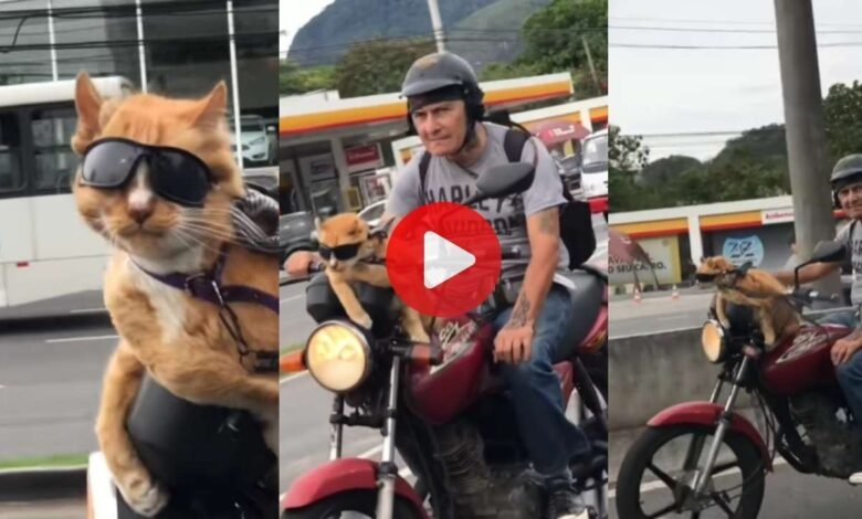 Cat Viral Video: शाही अंदाज में बाइक पर बैठी बिल्ली, Attitude देख लोगों के उड़ गए होश