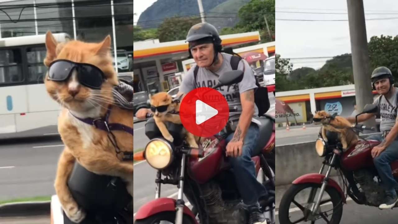 Cat Viral Video: शाही अंदाज में बाइक पर बैठी बिल्ली, Attitude देख लोगों के उड़ गए होश Cat Viral Video: शाही अंदाज में बाइक पर बैठी बिल्ली, Attitude देख लोगों के उड़ गए होश
