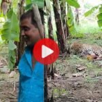 Viral Video: गांव में घुसा तेंदुआ डरने की जगह सेल्फी लेने लगे लोग और फिर तभी अचानक.....