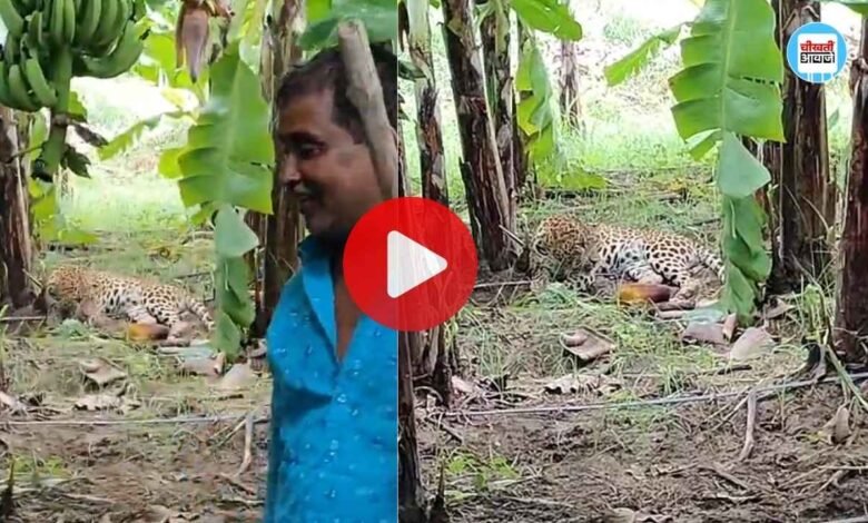 Viral Video: गांव में घुसा तेंदुआ डरने की जगह सेल्फी लेने लगे लोग और फिर तभी अचानक.....