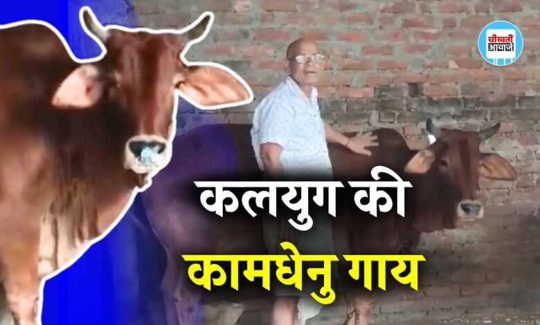 Sidhi News: "कलयुग की कामधेनु गाय" बिना बच्चा जने साढ़े पांच साल दे रही 4-5 लीटर दूध