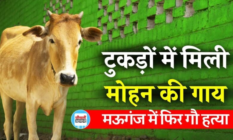 Mauganj News: टुकड़ों में मिली मोहन की गाय, मऊगंज जिले में फिर सामने आया गौ हत्या का मामला