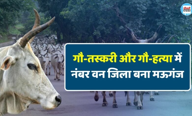 Mauganj News: गौ-तस्करी और गौ-हत्या में नंबर वन जिला बना मऊगंज, शाहपुर से आया एक और बड़ा मामला