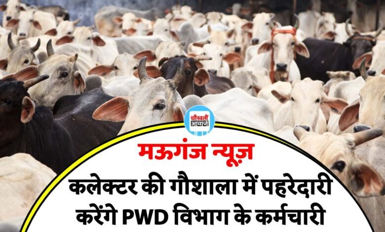 कलेक्टर की गौशाला में लोक निर्माण विभाग के कर्मचारी करेंगे पहरेदारी, PWD ने जारी किया आदेश