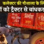मऊगंज में पशु क्रूरता, कलेक्टर की गौशाला के लिए CMO और नगर परिषद के कर्मचारियों ने गोवंशों को घसीटा