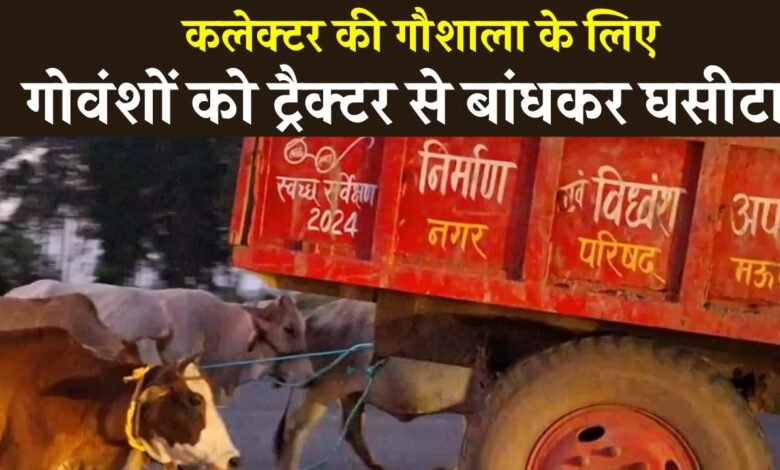 मऊगंज में पशु क्रूरता, कलेक्टर की गौशाला के लिए CMO और नगर परिषद के कर्मचारियों ने गोवंशों को घसीटा