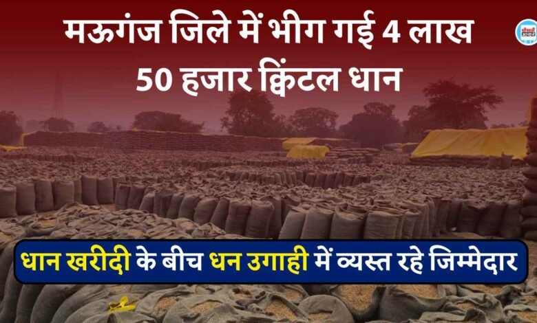 Mauganj News: मऊगंज जिले में भीग गई 4 लाख 50 हजार क्विंटल धान, गहरी नींद में सोते रहे जिम्मेदार
