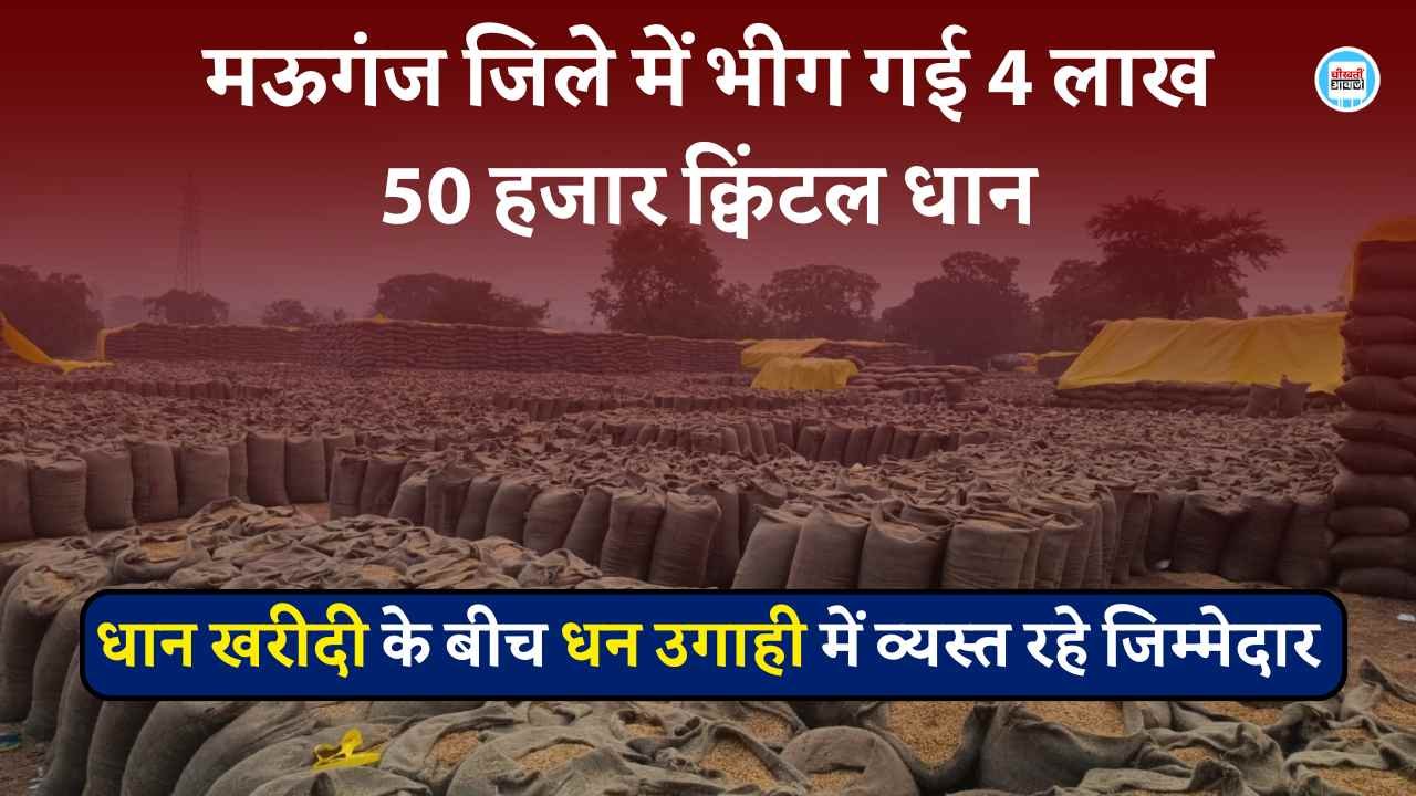 Mauganj News: मऊगंज जिले में भीग गई 4 लाख 50 हजार क्विंटल धान, गहरी नींद में सोते रहे जिम्मेदार Mauganj News: मऊगंज जिले में भीग गई 4 लाख 50 हजार क्विंटल धान, गहरी नींद में सोते रहे जिम्मेदार