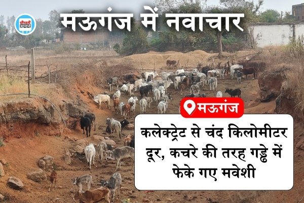 Mauganj News: मऊगंज कलेक्ट्रेट से चंद किलोमीटर की दूरी में "नवाचार", कचरे की तरह गड्ढे में फेके गए मवेशी Mauganj News: मऊगंज कलेक्ट्रेट से चंद किलोमीटर की दूरी में "नवाचार", कचरे की तरह गड्ढे में फेके गए मवेशी