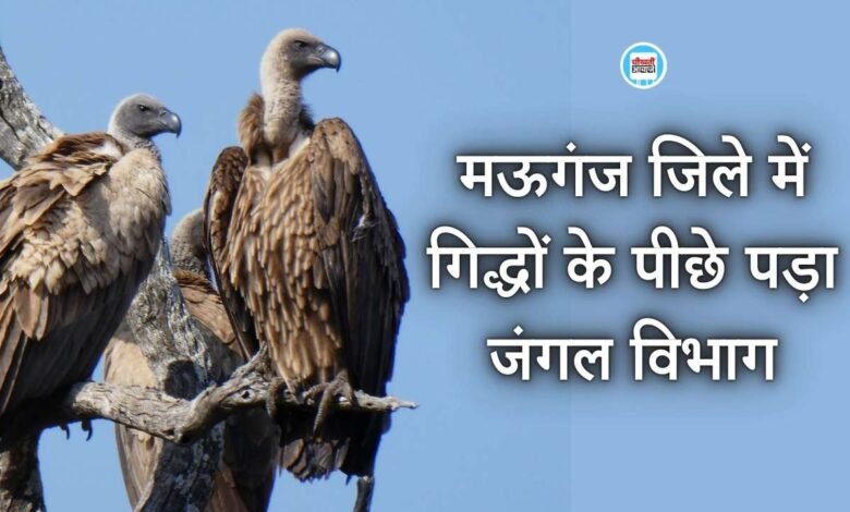 Mauganj News: मऊगंज जिले में गिद्ध खोज रहा जंगल विभाग, अब तक मिले इतने गिद्ध