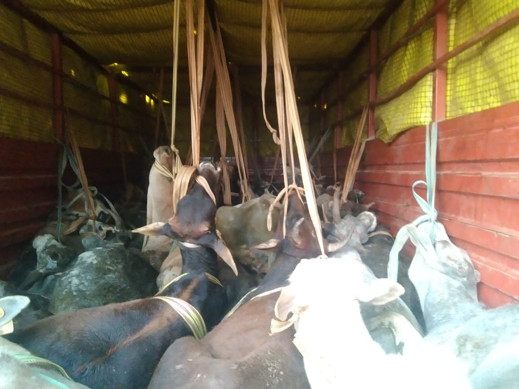 Mauganj News: मऊगंज जिले में आधी रात पुलिस ने गौतस्करों से लिया पंगा, जान जोखिम में डालकर 41 गोवंश को कराया मुक्त
