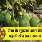 Rewa Sundarja Aam: अब विदेश की जमीन पर मिठास खोलेगा रीवा का सुंदरजा आम, पहली खेप रवाना