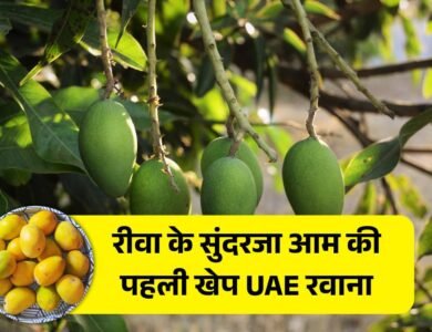 Rewa Sundarja Aam: अब विदेश की जमीन पर मिठास खोलेगा रीवा का सुंदरजा आम, पहली खेप रवाना