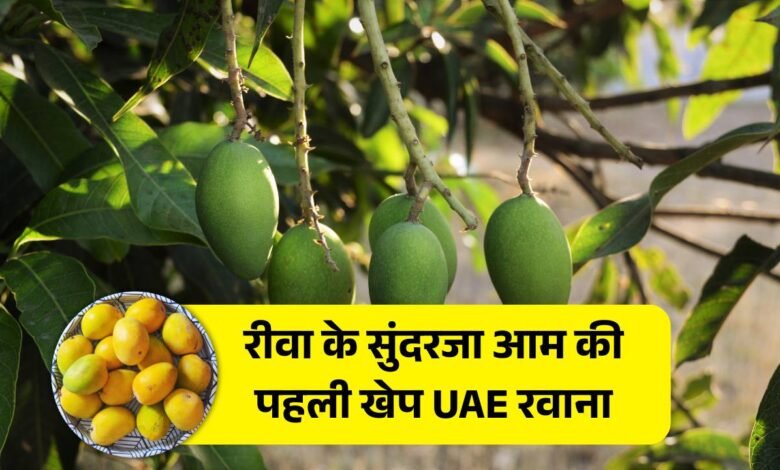Rewa Sundarja Aam: अब विदेश की जमीन पर मिठास खोलेगा रीवा का सुंदरजा आम, पहली खेप रवाना