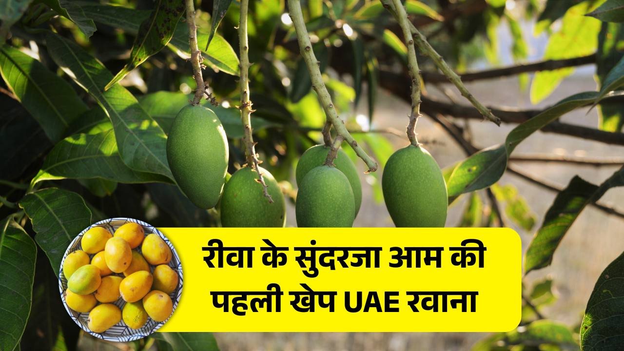 Rewa Sundarja Aam: अब विदेश की जमीन पर मिठास घोलेगा रीवा का सुंदरजा आम, पहली खेप रवाना Rewa Sundarja Aam: अब विदेश की जमीन पर मिठास खोलेगा रीवा का सुंदरजा आम, पहली खेप रवाना