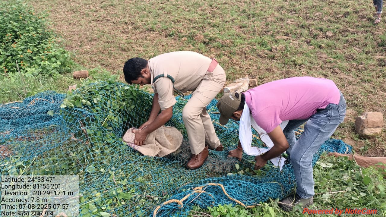 Mauganj News: मगरमच्छ के डर से रात भर दहशत में रहा पूरा गांव, सुबह हुआ रेस्क्यू ऑपरेशन