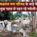 Mauganj News: नगर परिषद के बाड़े में भूख प्यास से तड़प रहे मवेशी, सामने आया वीडियो