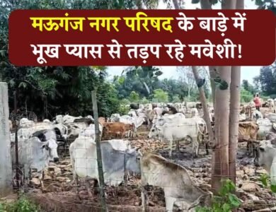 Mauganj News: नगर परिषद के बाड़े में भूख प्यास से तड़प रहे मवेशी, सामने आया वीडियो