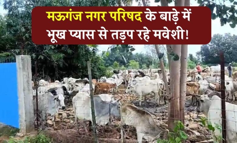 Mauganj News: नगर परिषद के बाड़े में भूख प्यास से तड़प रहे मवेशी, सामने आया वीडियो